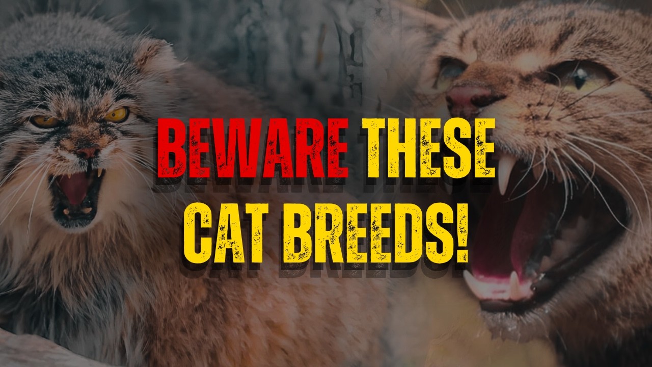 Dangerous Cats: Top 10 CAT BREEDS With Wild Instincts