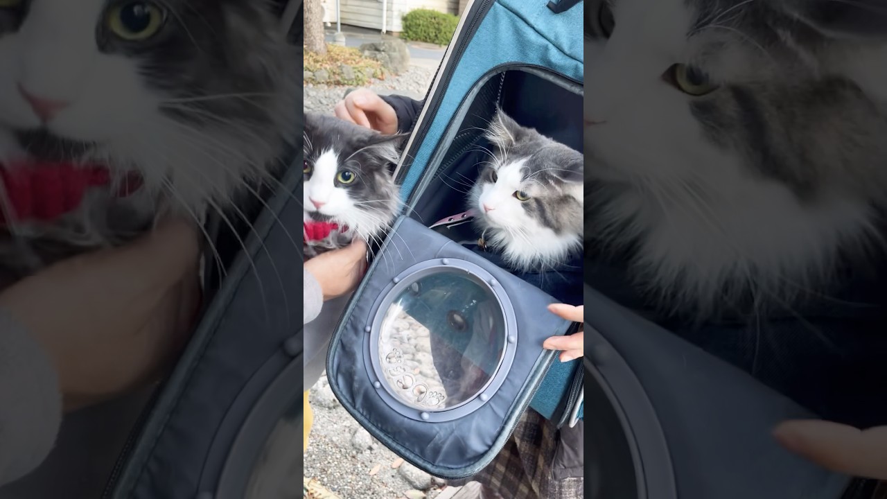 三匹と親水公園# #ノルウェージャンフォレストキャット #ミニチュアシュナウザー#新小岩#親水公園