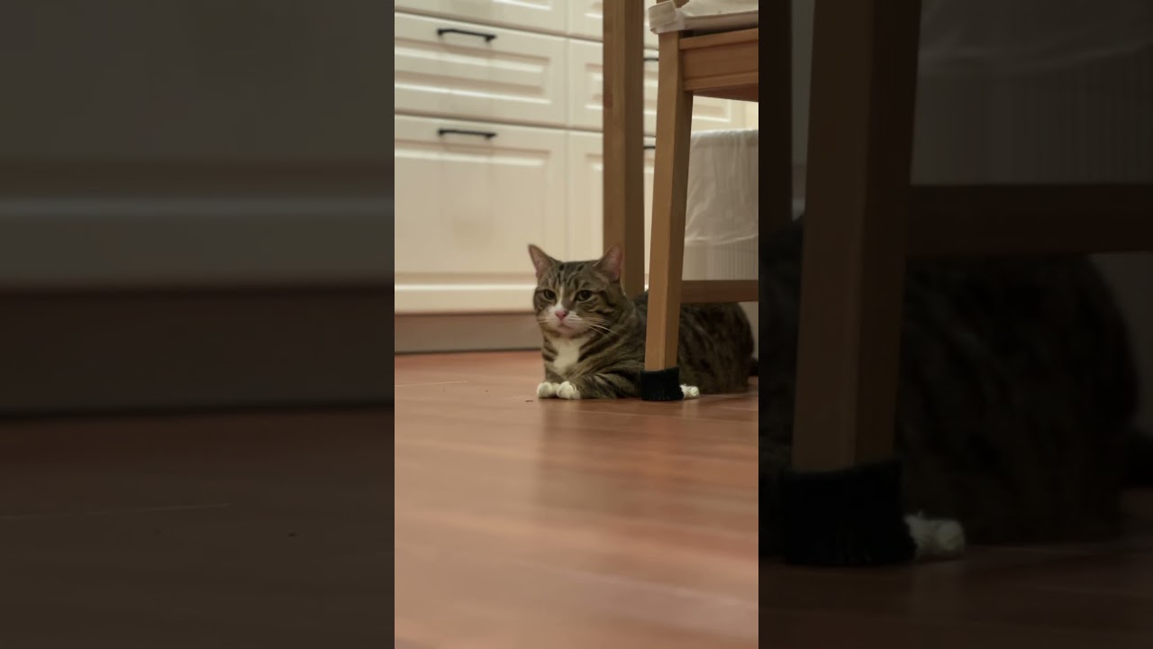 【子猫見守り隊①】#マンチカン#マンチカン短足#マンチカン子猫#ブリマンチ#ブリティッシュショートヘア#茶トラ#キジシロ#子猫#多頭飼い#猫のいる暮らし#チュール#肉球#猫の癖が強い