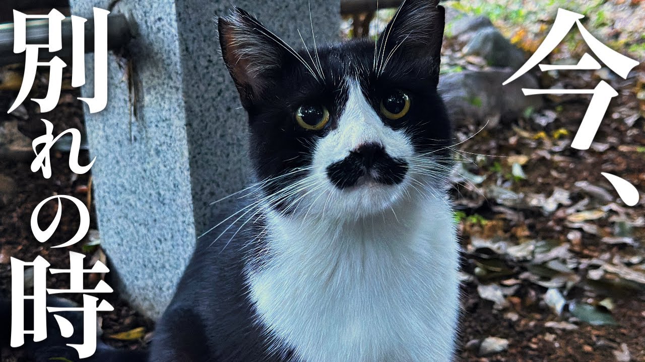 河原の荒くれ猫 チビパパ 別れの時【地域猫