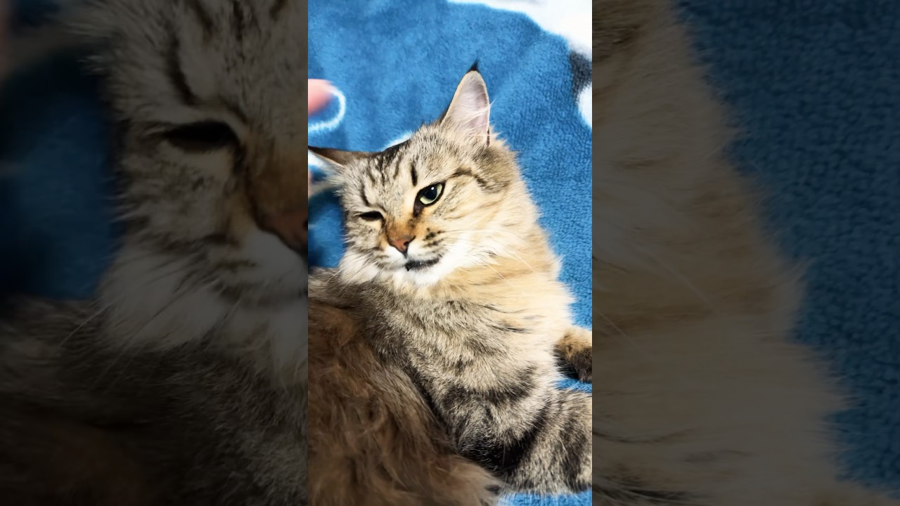 The Most Relaxing Cat Video Ever Created#catlovers #cat #funnyanimals #siberiancat #cute