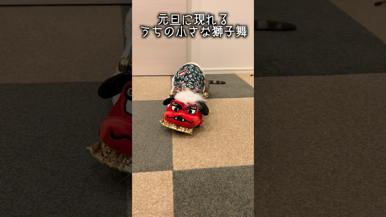 獅子舞になりきるネコ #ルトロゼ #ベンガル #cat