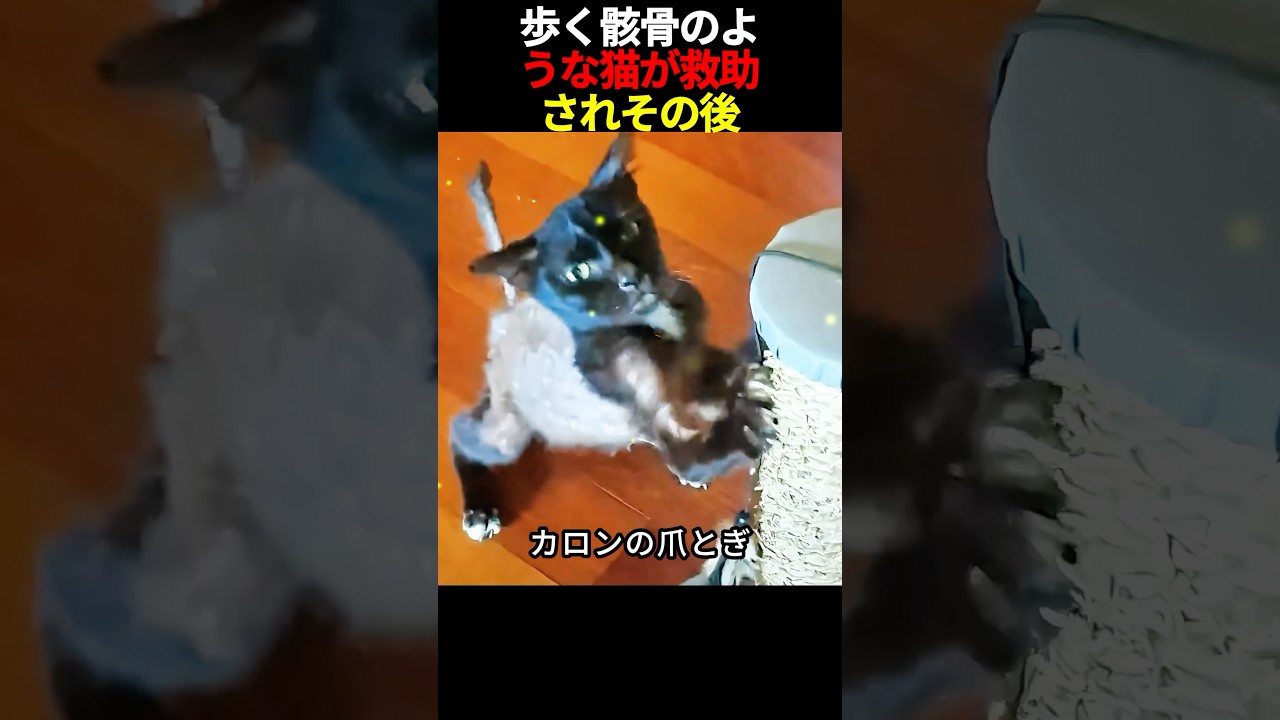 歩く骸骨のような猫が救助され、その後...