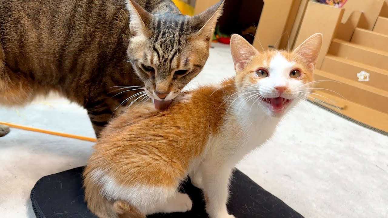 子猫の親代わりに面倒を見てあげる先住猫が完全にお父さんすぎました