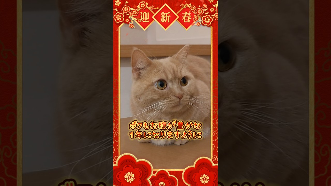 【日の出と富士とマンチカン】 #shorts #猫 #ねこ #cat