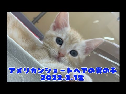 ペットプラザ広島皆　アメリカン・ショートヘア　2211249