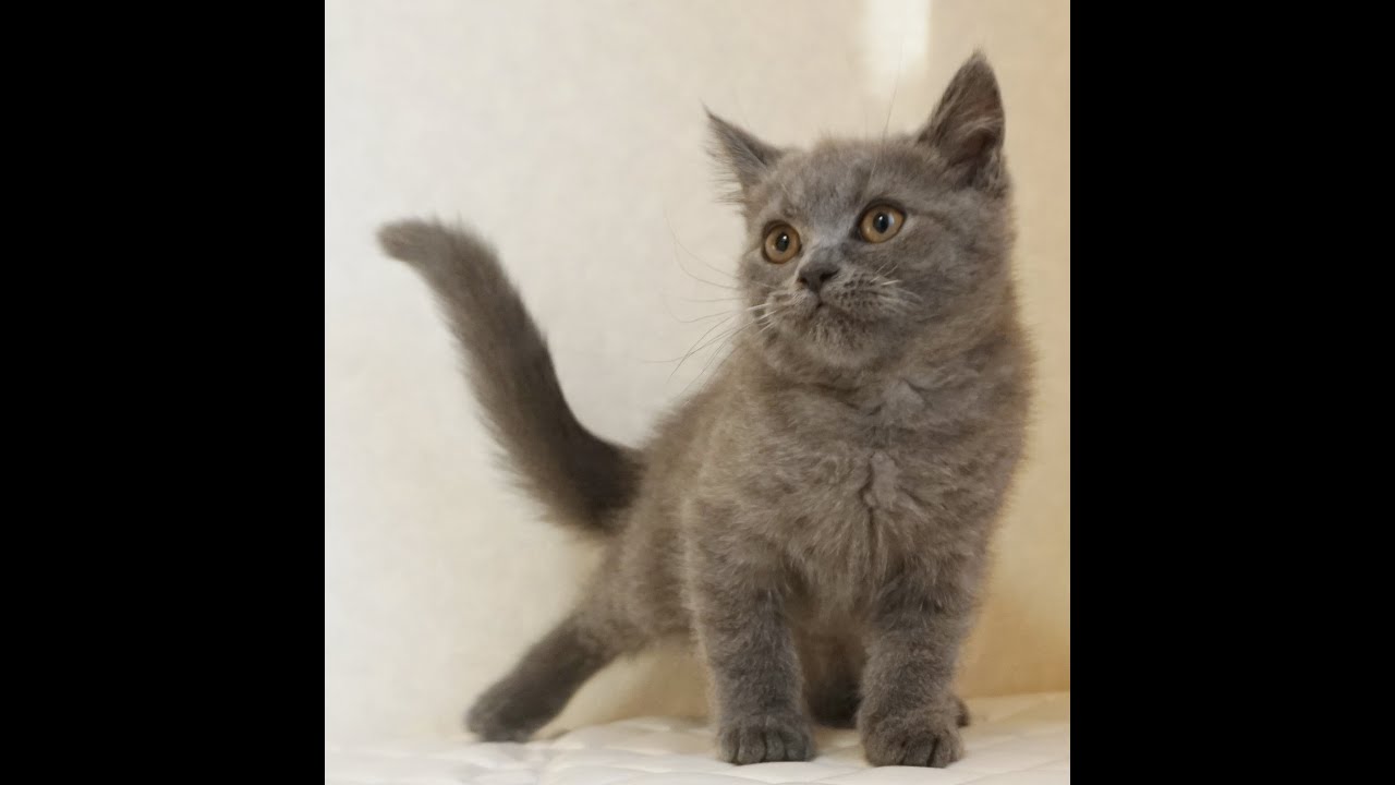 ブリティッシュショートヘアー子猫　British Shorthair　2024.9.22産まれ　ブルー　男の子　シーダキャット猫のお店