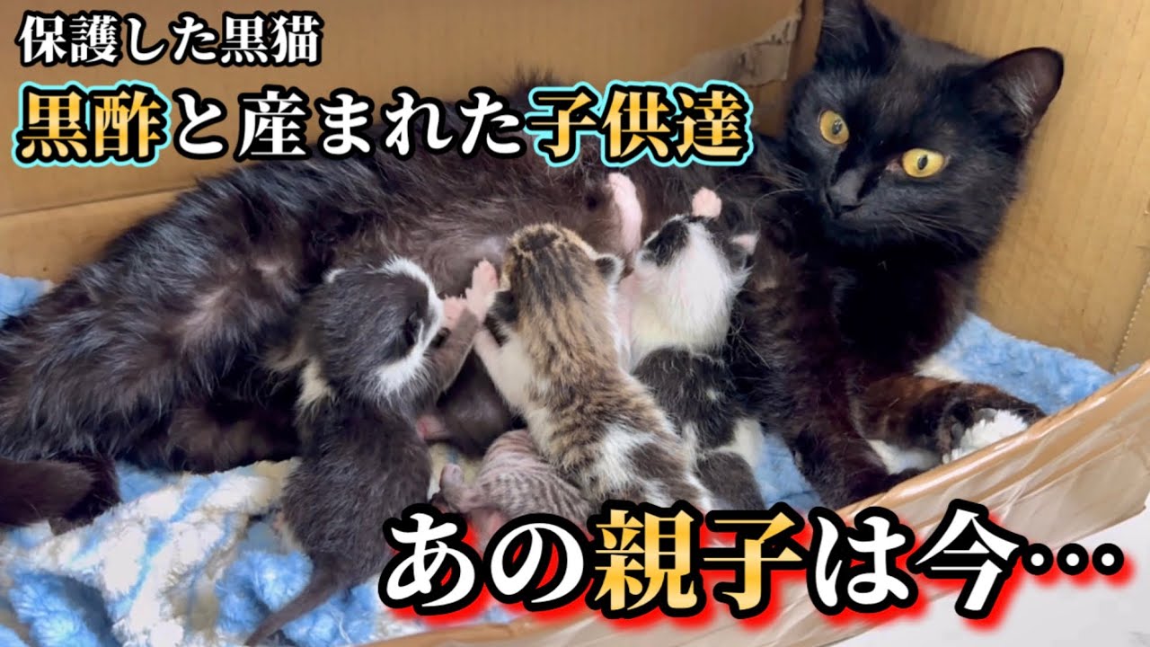 母猫と子猫 一家で巣立っていった親子は今…