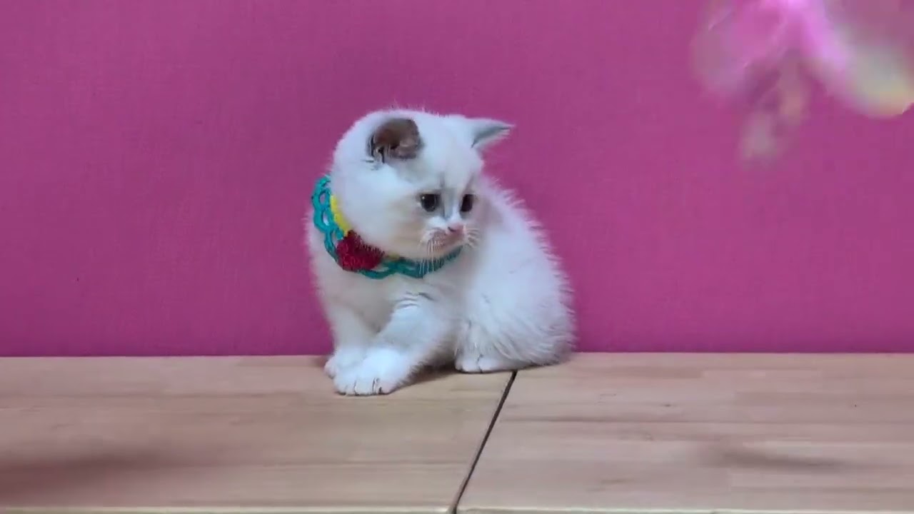 ブリティッシュショートヘア 珍しいポイントのブリティシュショートヘアー♥