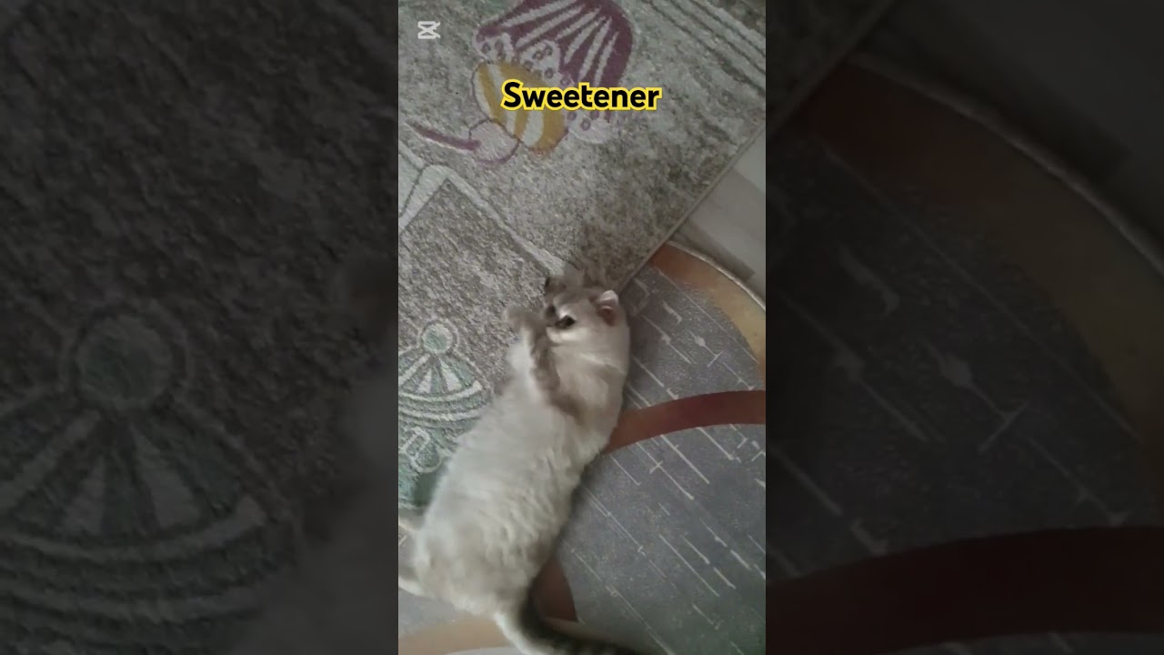Cat Lovers: It's Time to Get Sweetened