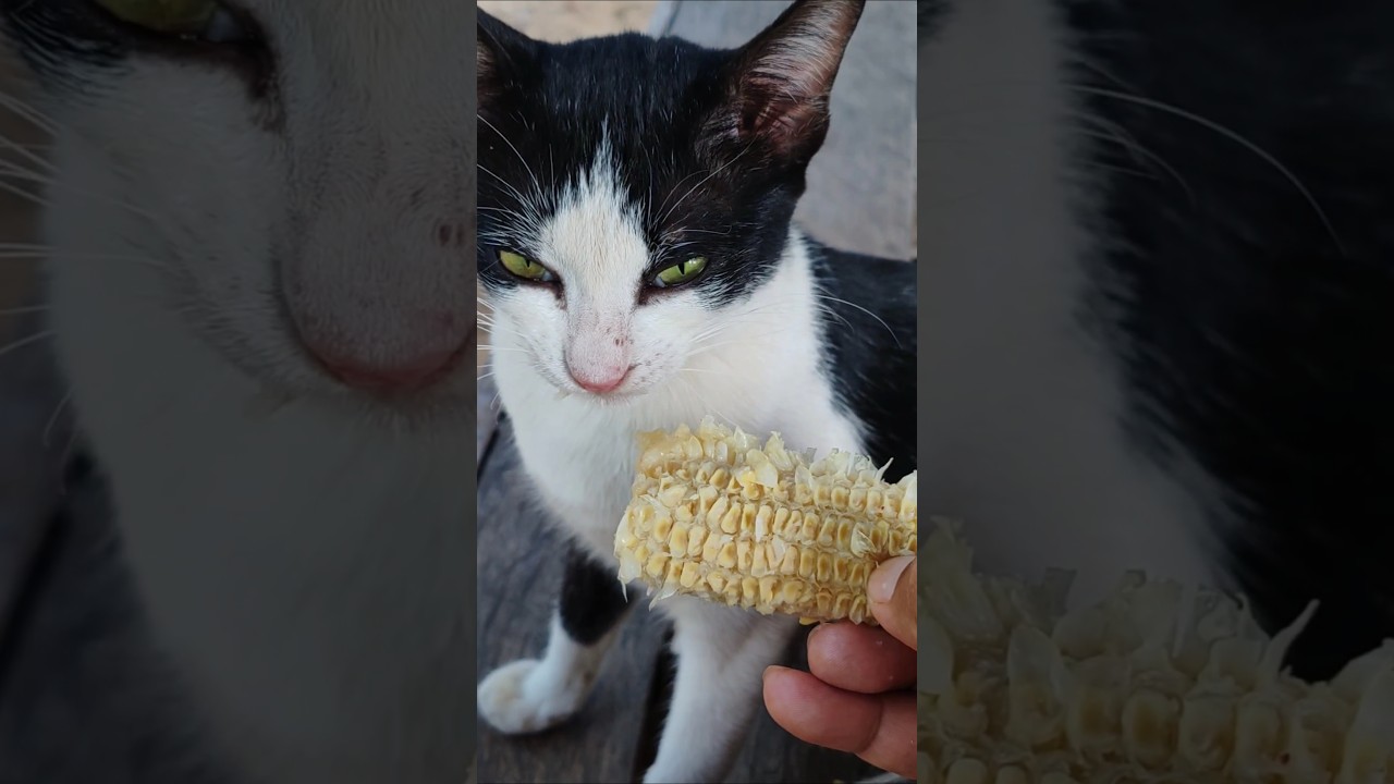 Poor Cat Eating #cat #manxcat #cute #kittten