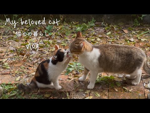 猫との暮らし| 日々のご飯|子猫の保護| 年越しうどん