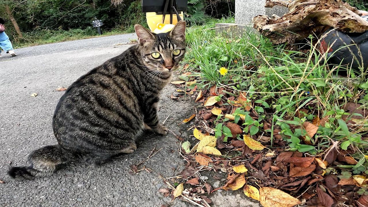 尻尾がくの字に折れ曲がっている可愛いキジトラ猫【猫島】【田代島】
