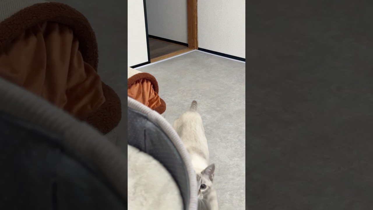 忍び寄る悪魔⁉︎　#元保護猫　#シャムトラ　#シャムミックス　#cat #猫耳 #kitten #シャムmix #猫耳