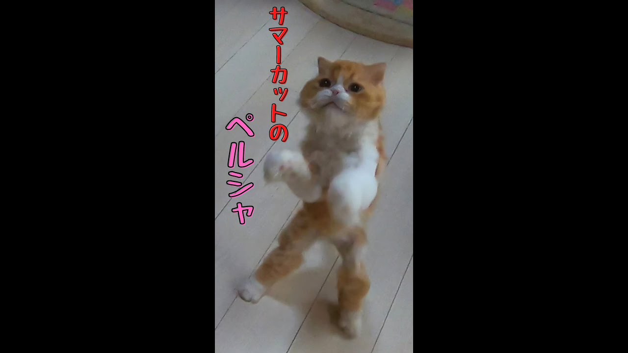 サマーカットのペルシャ猫遊ぶ ～猫との遊びはいつも真剣～　Persia is a summer cut　＃shorts