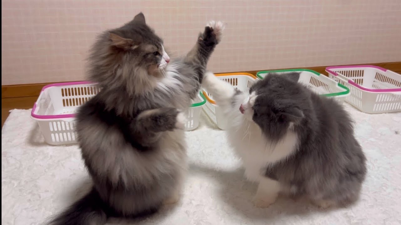 【お正月】新年早々バトルする、元気なノルウェージャンフォレストキャット！！！