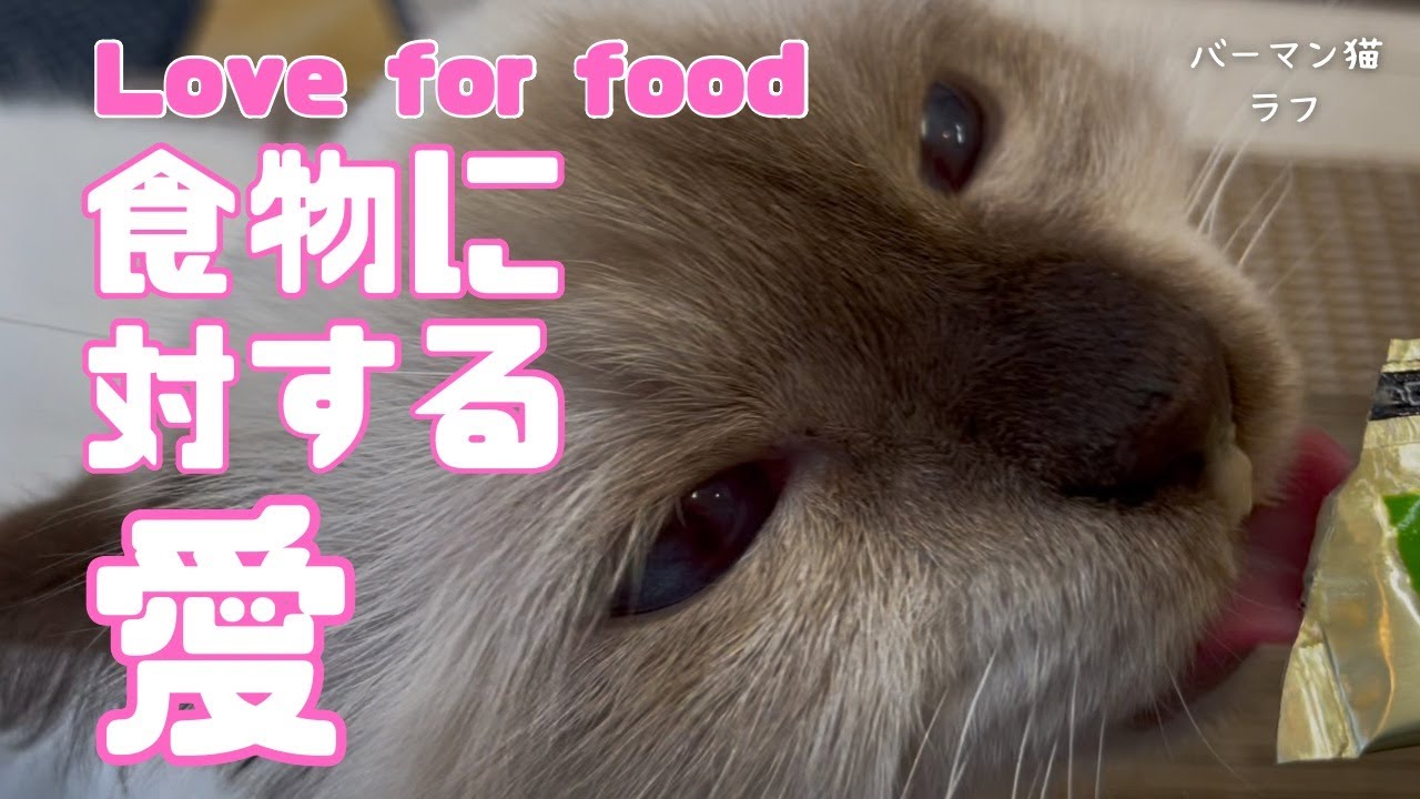 バーマン猫ラフとガブ【食物に対する愛】Love for food（バーマン猫）Birman/Cat