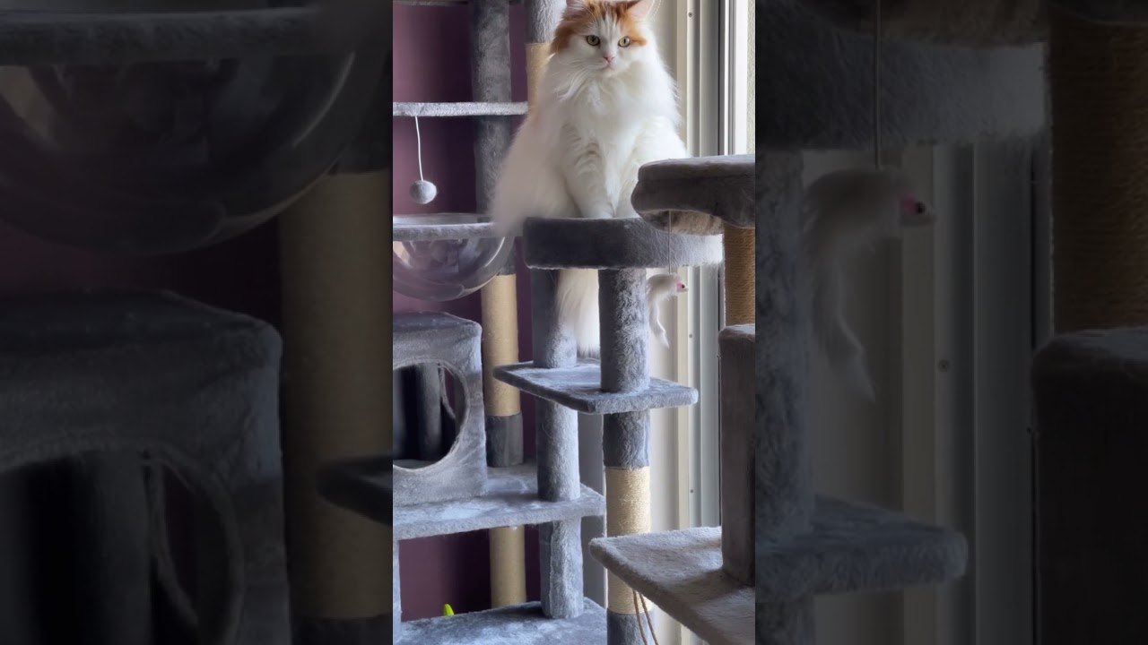 【猫の日常】なんか音がしたニャ！ #猫#マンチカン#cat#キャットタワー#猫好きさんと繋がりたい