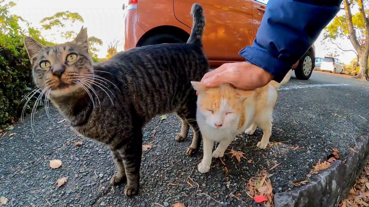 駐車場にいた猫たちがモフられにきた