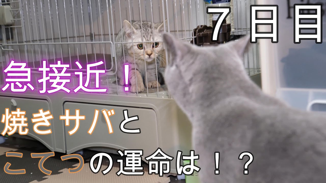 急接近！焼きサバとこてつの運命は！？焼きサバ７日目