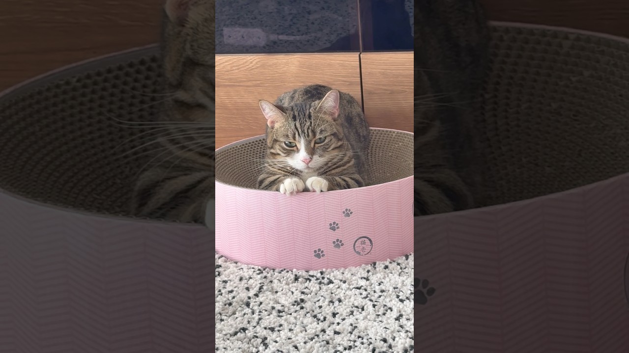 【子猫見守り隊②】#マンチカン#マンチカン短足#マンチカン子猫#ブリマンチ#ブリティッシュショートヘア#茶トラ#キジシロ#子猫#多頭飼い#猫のいる暮らし#チュール#肉球#猫の癖が強い