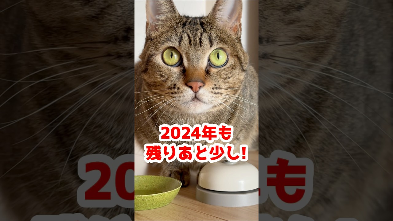 2024年最後にネコちゃんからご挨拶。 #ねこのいる暮らし #保護猫 #shorts #お正月 #大晦日 #2024elections