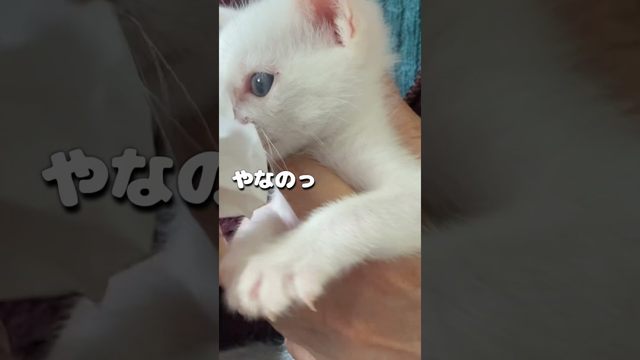 汚れた口を拭かれるのが嫌で抵抗する子猫が可愛いすぎる