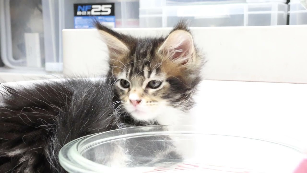 生後２ヶ月のメインクーン子猫あざみちゃん