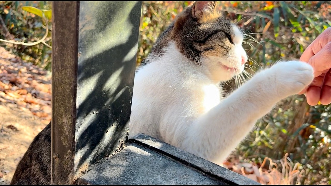 喜んで出て来たキジ白猫姫とハイタッチ、爪出さない優しい猫パンチ