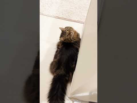 ごはん待ちからの...🐈💨💨【マンチカンのアーサー】 #Shorts