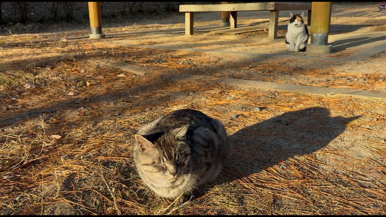 お互い気にかけ意識し合うかわいい猫たちサバちゃん三毛ちゃん