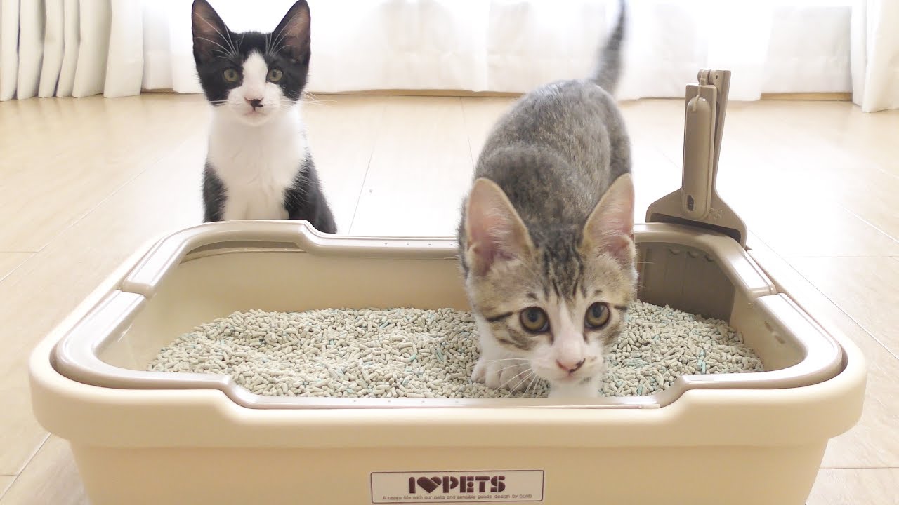 トイレ掃除をジャマしてくる子猫たちがかわいすぎました...笑