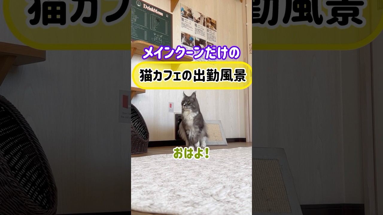 メインクーンだけの【猫カフェの出勤風景】#cat #cooncat #mainecoon #振り返りざまシャー