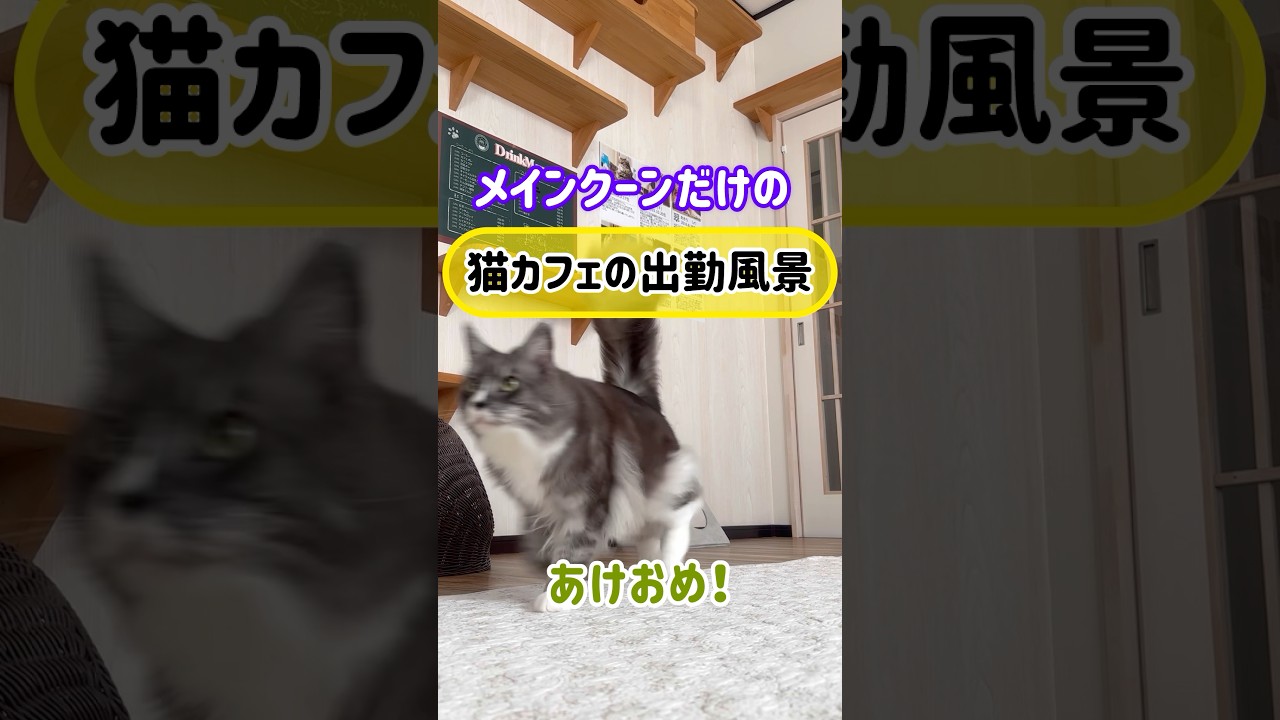 メインクーンだけの【猫カフェの出勤風景】#cat #cooncat #mainecoon #あけおめ
