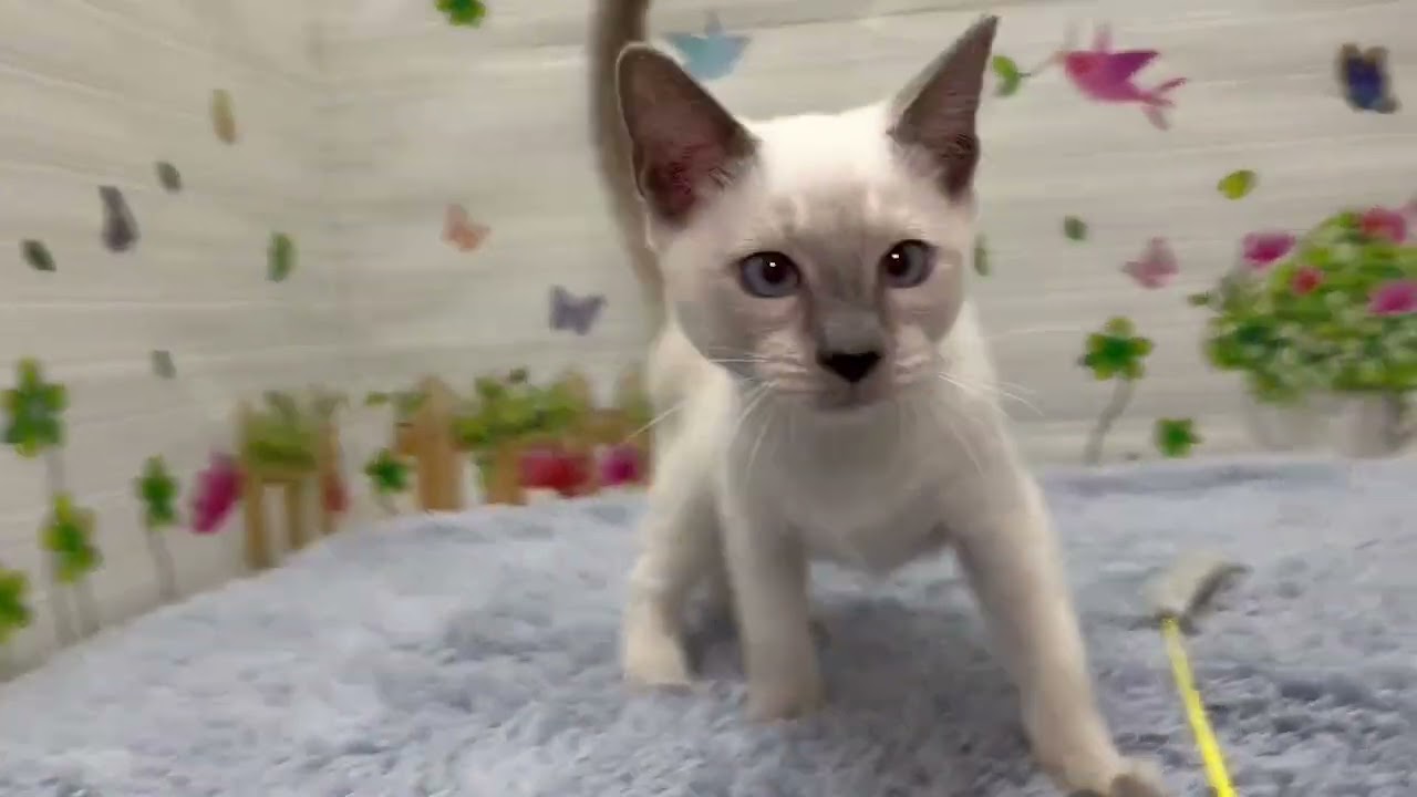 Coo&RIKU　No.697061　トンキニーズ