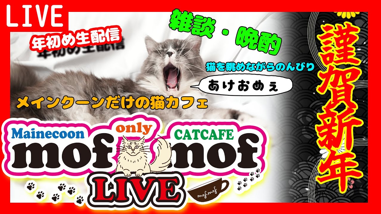 【新年雑談晩酌】明けましておめでとうございます。【メインクーン猫カフェLIVE】