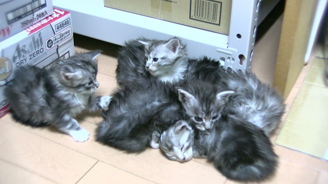 土曜朝のメインクーンの子猫たち