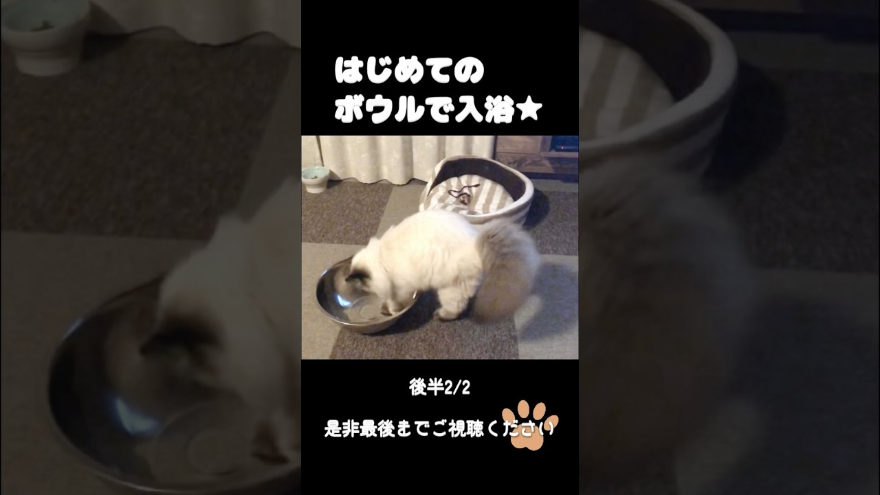 成功の瞬間！ボウルに入ろうと頑張る長男バロン（ヒマラヤン）😆後編　#cats #アフレコ #猫動画 #猫のいる暮らし #猫好き