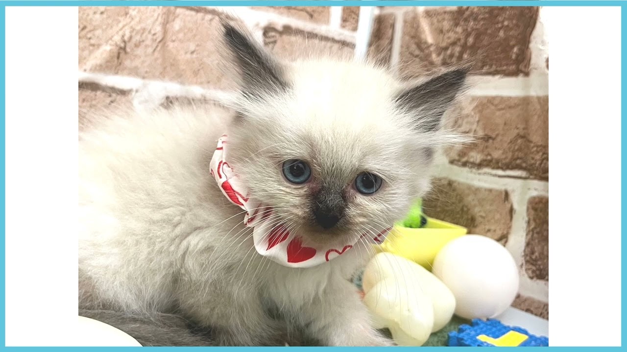 ペットショップCOO＆RIKU　No00702187　ヒマラヤン