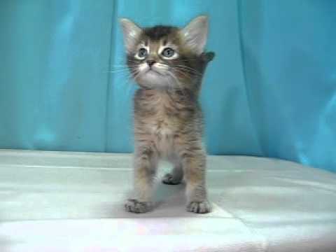 ソマリ　№120407　ペットショップ『ヒラマツケンネル』の子猫