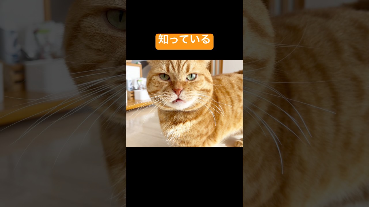 2025年もマンチカンの茶々くんは... #猫 #マンチカン #shorts