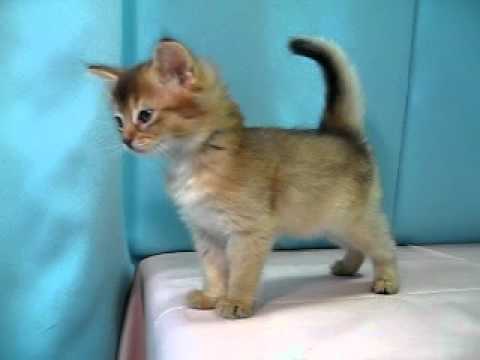 ソマリ　№100815　ペットショップ『ヒラマツケンネル』の子猫