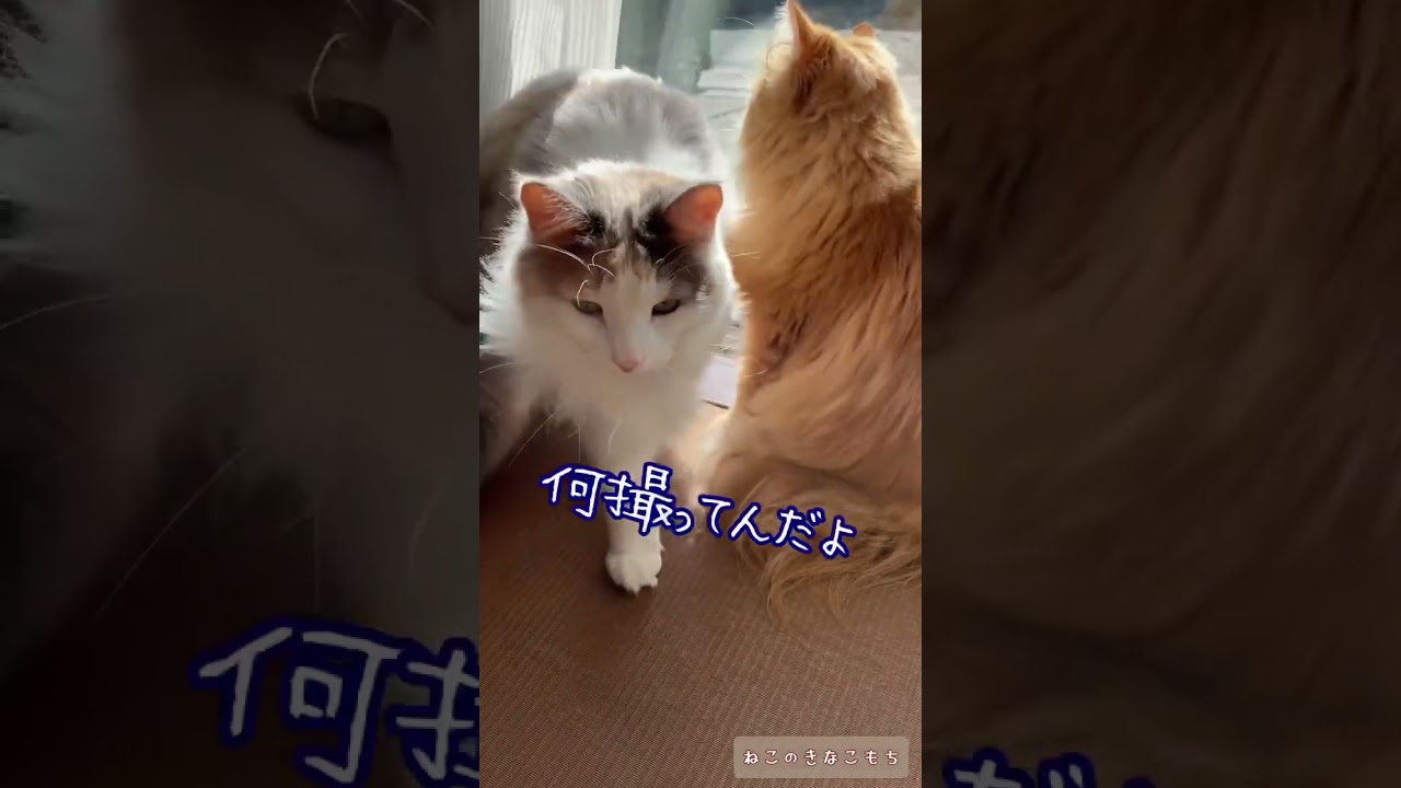 何撮ってんだよ【ノルウェージャンフォレストキャットとサイベリアン】