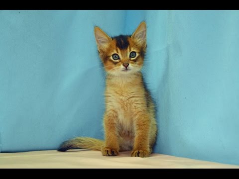 ソマリ　NO.150907　ペットショップ『ヒラマツケンネル』　の子猫