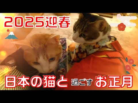 迎春🎍かわいい日本の猫とのお正月 #猫 #cat  #保護猫 #多頭飼い #猫のいる暮らし