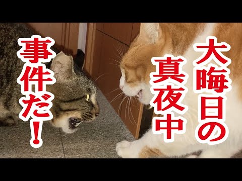 コラ～！大晦日なんだぜ～