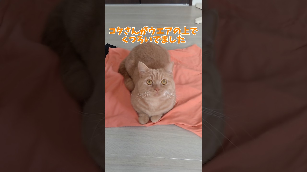 【のんきなマンチカン】 #shorts #猫 #ねこ #cat