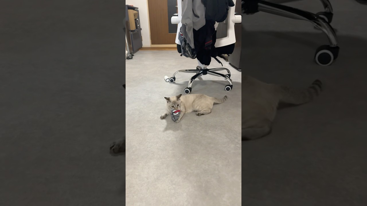 靴下を持ち去る猫　#元保護猫　#シャムトラ　#シャムミックス　#cat #猫耳 #kitten #シャムmix #猫耳 #siamese mix