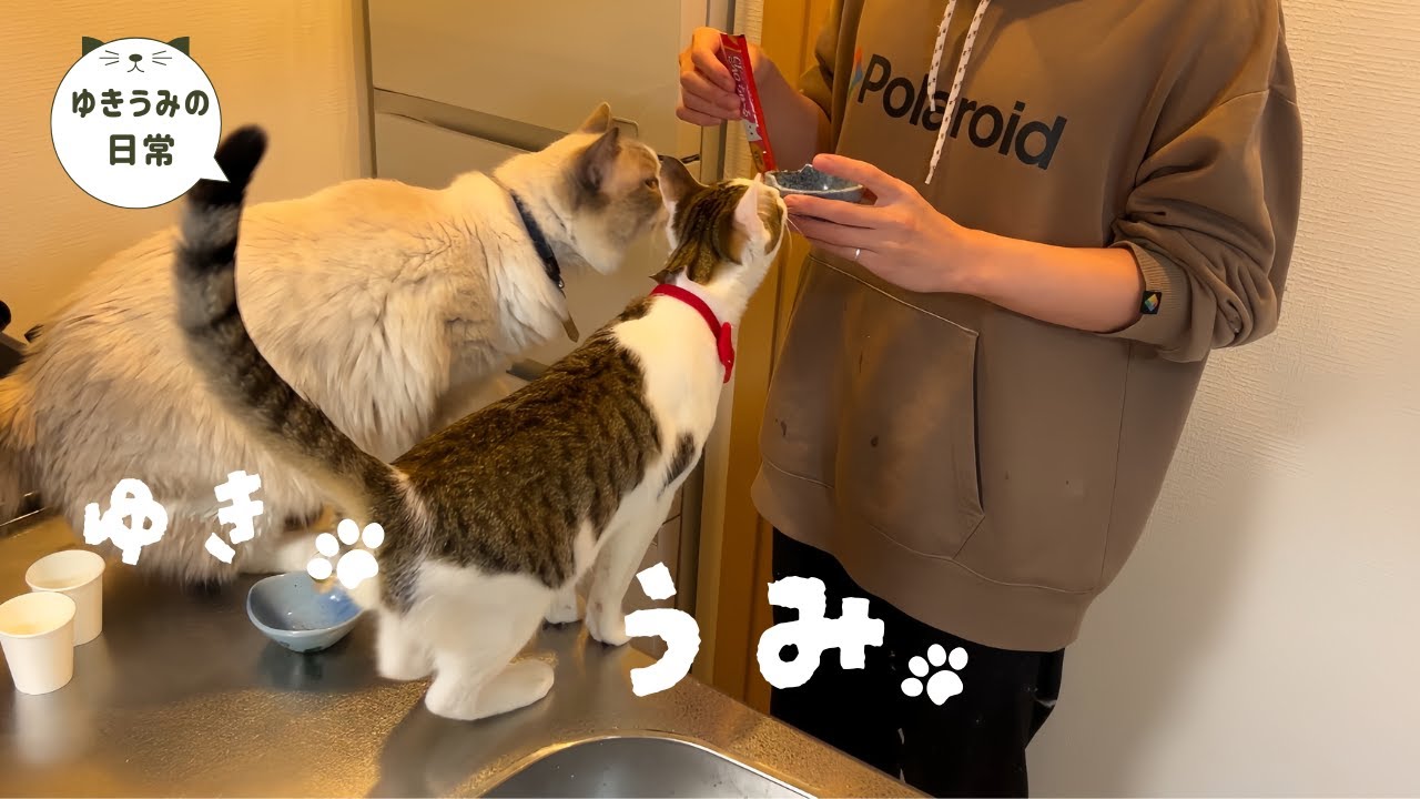 猫にとあるチャレンジをしてもらいました・・・【ラグドール・キジシロ】