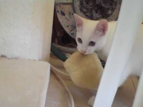 Manx Cat  VS  Dogs - Funny Animal Video !